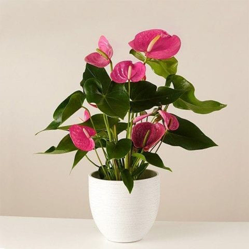 Anthurium Plant