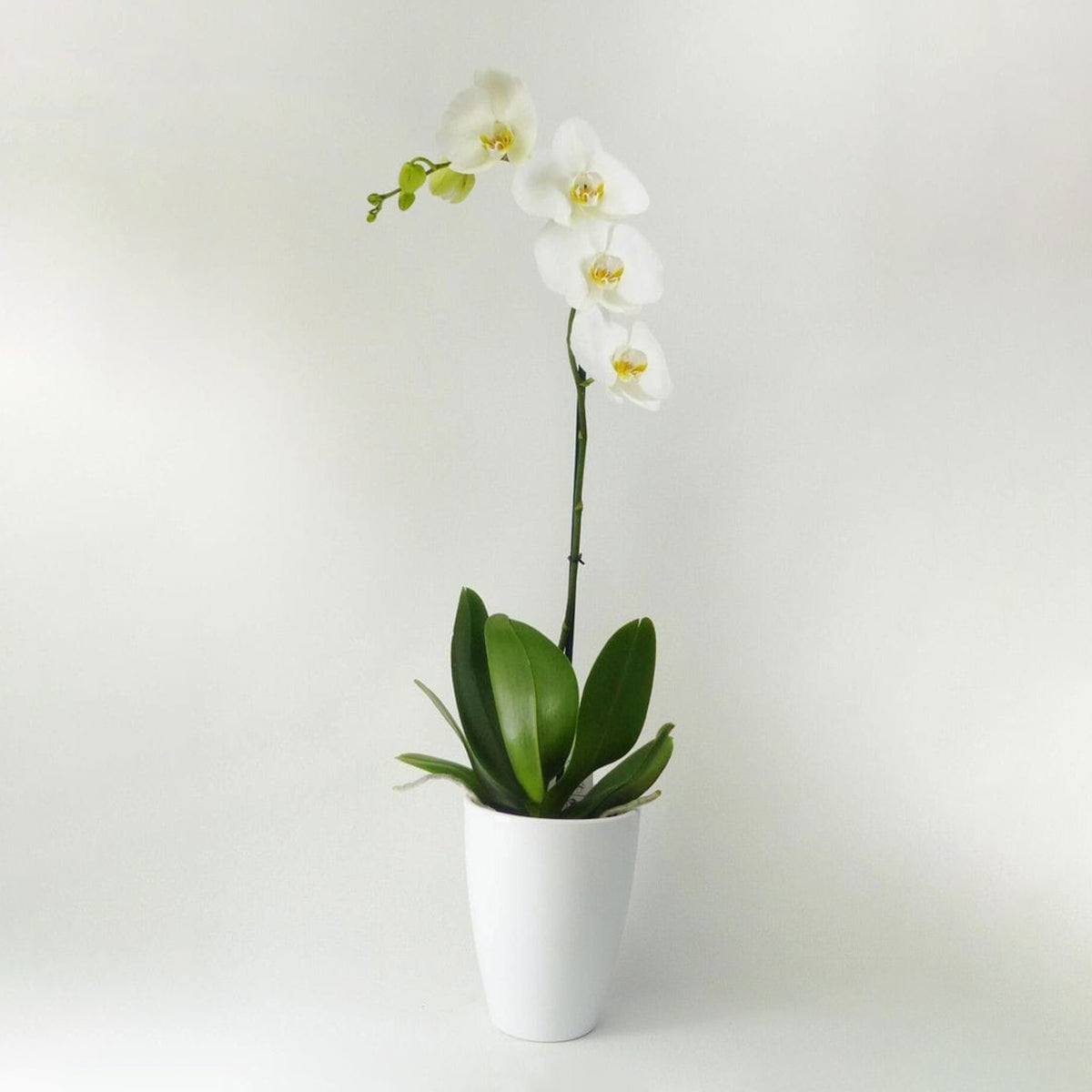 White Orchid