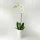 White Orchid