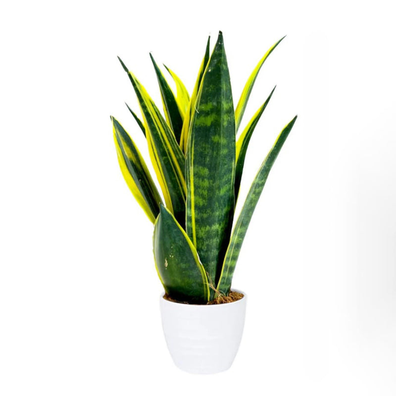 Snake Plant