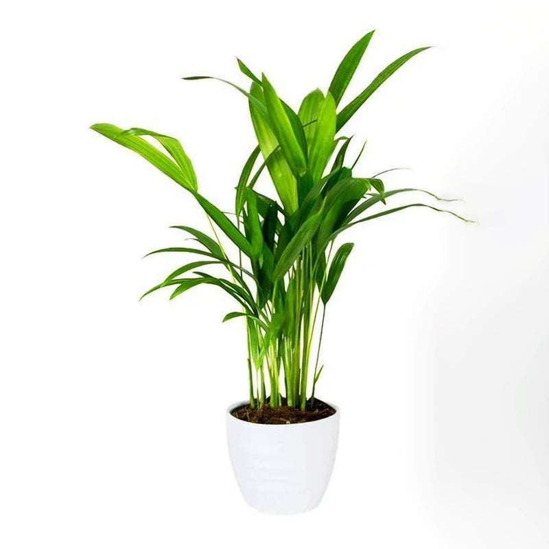 Areca Palm