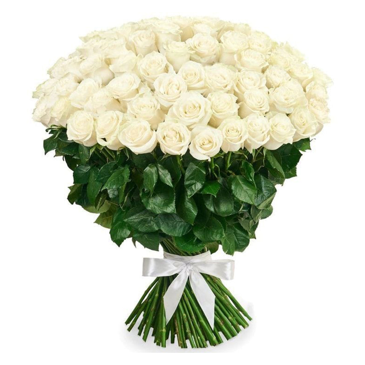 51 Fresh white Roses