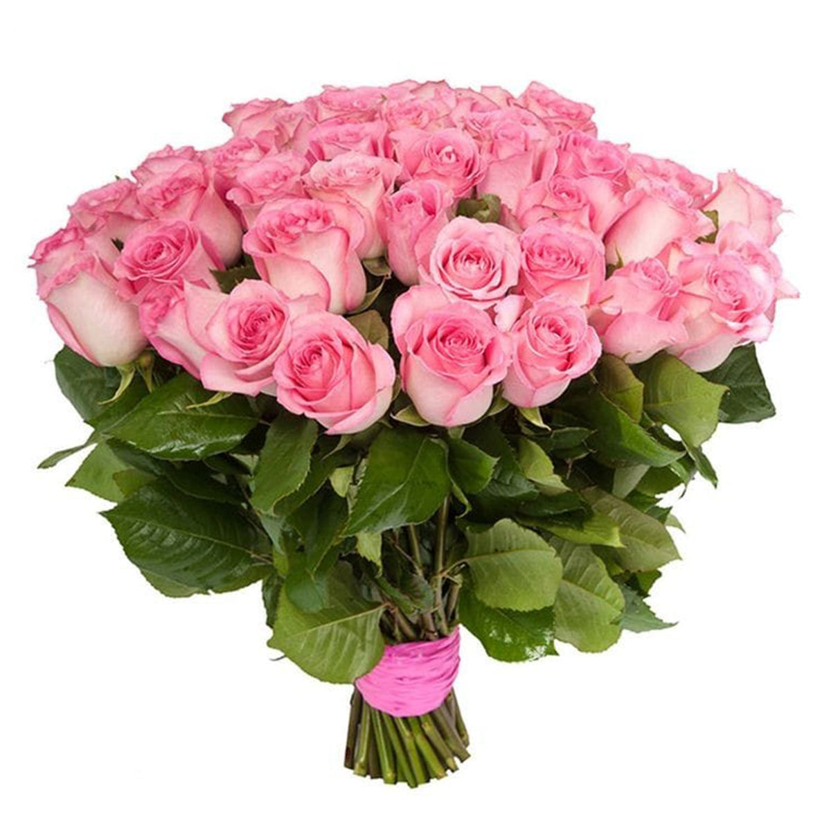 51 Fresh Pink Roses